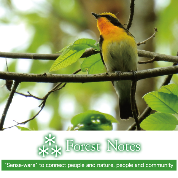 ForestNotes. Sense-ware to connect people and nature,people and community.
