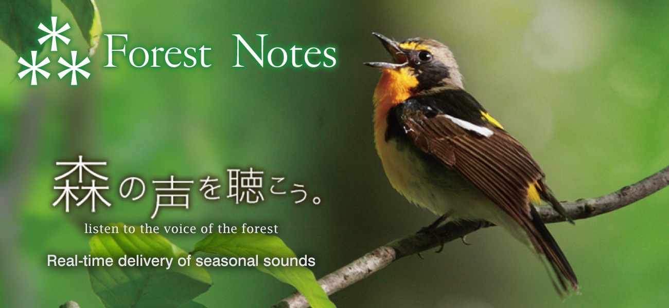 ForestNotes. listen to the voice of the forest. Real-time delivery of seasonal sounds.