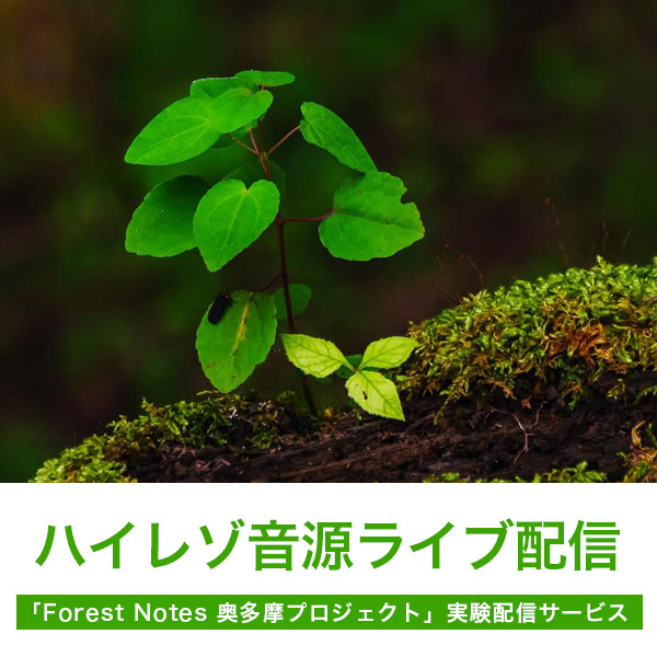 ハイレゾ音源ライブ配信。 ForestNotes奥多摩プロジェクト実験配信サービス。