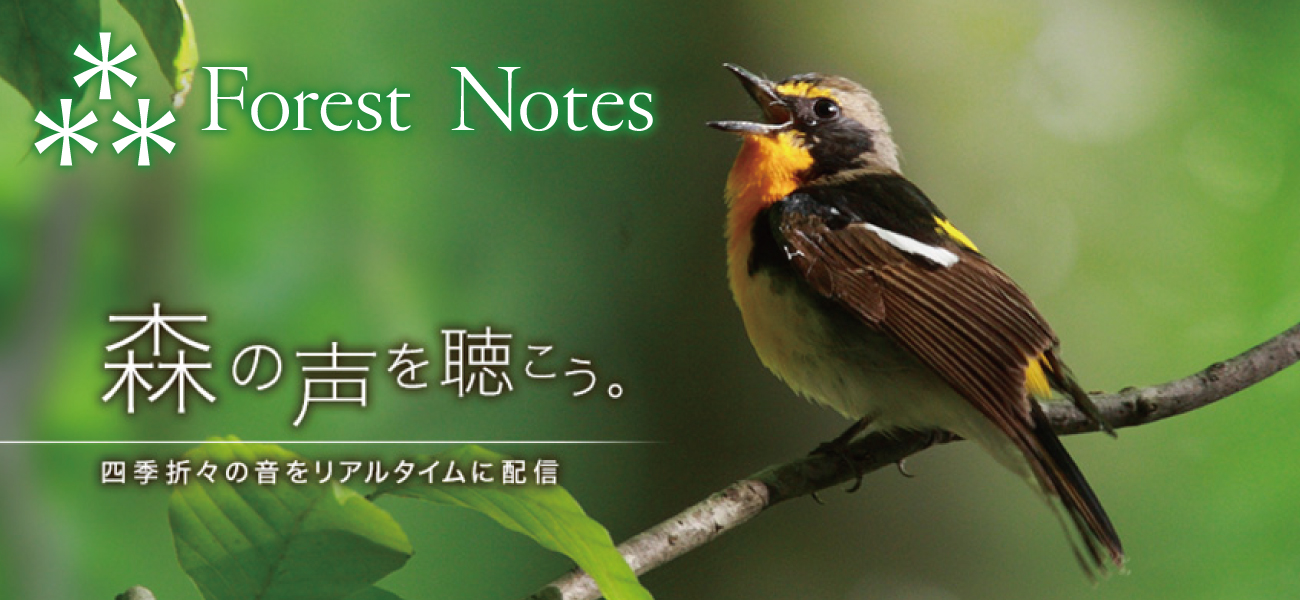 ForestNotes 森の声を聴こう。 四季折々の日本の音をリアルタイムに配信。